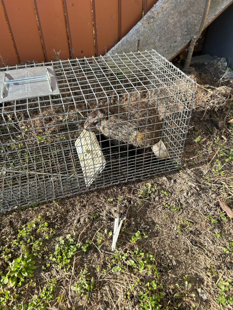 Wildlife Control Pine Grove